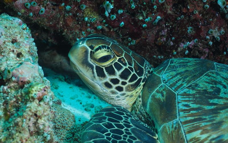 Żółwie na Malediwach